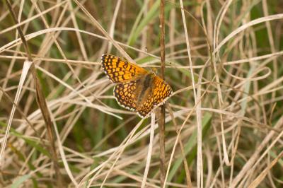 Mélitée du Plantain (La), Déesse à ceinturons (La) Melitaea cinxia (Linnaeus, 1758)