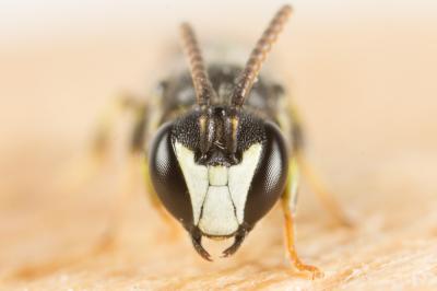  Hylaeus pictipes Nylander, 1852