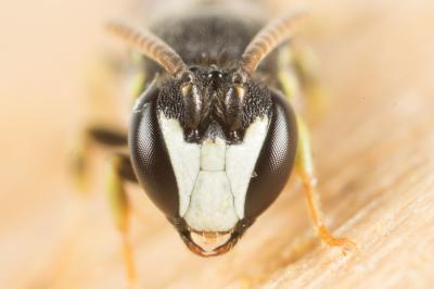  Hylaeus pictipes Nylander, 1852