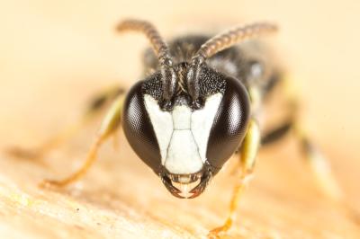  Hylaeus pictipes Nylander, 1852