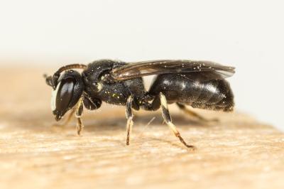  Hylaeus brevicornis Nylander, 1852