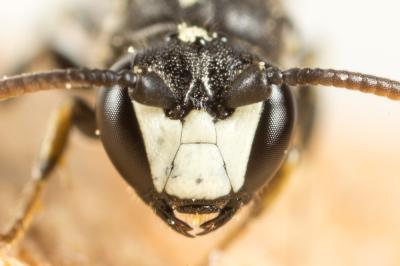  Hylaeus brevicornis Nylander, 1852