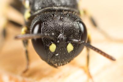  Hylaeus euryscapus Förster, 1871