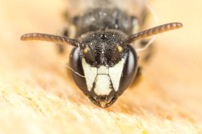  Hylaeus gredleri Förster, 1871