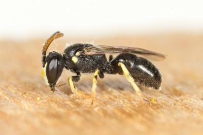  Hylaeus pictipes Nylander, 1852