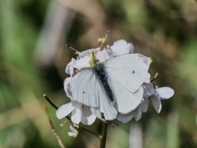 Piéride de la Rave (La), Petit Blanc du Chou (Le), Pieris rapae (Linnaeus, 1758)
