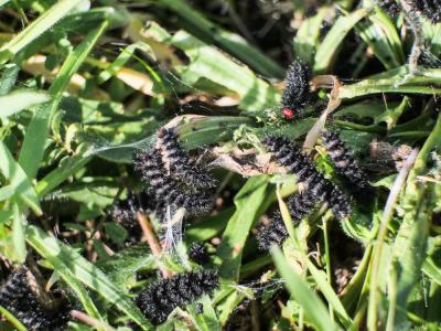 Mélitée du Plantain (La), Déesse à ceinturons (La) Melitaea cinxia (Linnaeus, 1758)