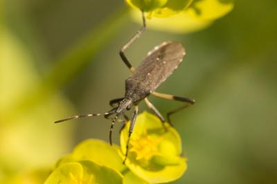  Dicranocephalus agilis (Scopoli, 1763)