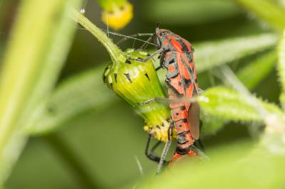  Spilostethus furculus (Herrich-Schaeffer, 1850)