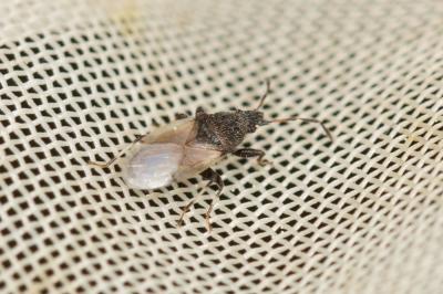  Oxycarenus hyalinipennis (A. Costa, 1843)