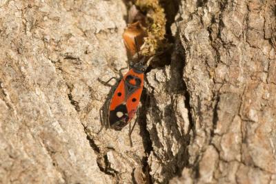  Melanocoryphus albomaculatus (Goeze, 1778)