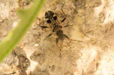  Beosus maritimus (Scopoli, 1763)