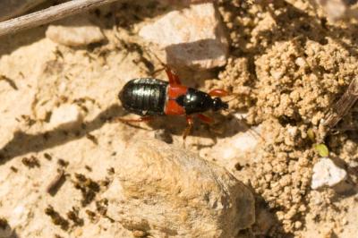  Prostemma guttula (Fabricius, 1787)