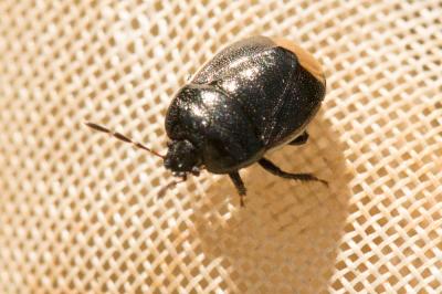 Punaise noire à bordure blanche Legnotus limbosus (Geoffroy, 1785)