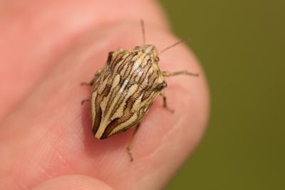  Odontotarsus robustus Jakovlev, 1884