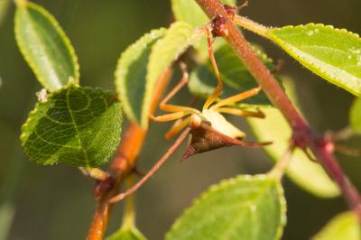  Gonocerus insidiator (Fabricius, 1787)