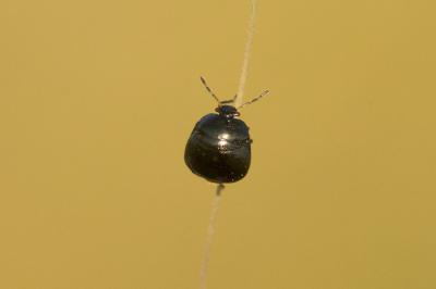 Punaise cuirasse Coptosoma scutellatum (Geoffroy, 1785)