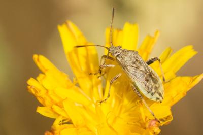  Stictopleurus abutilon (Rossi, 1790)