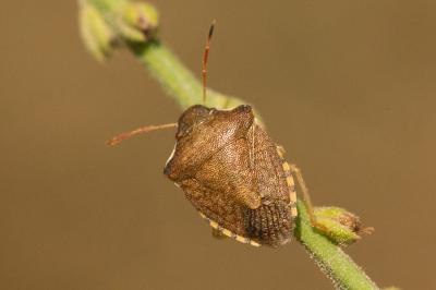  Peribalus strictus (Fabricius, 1803)