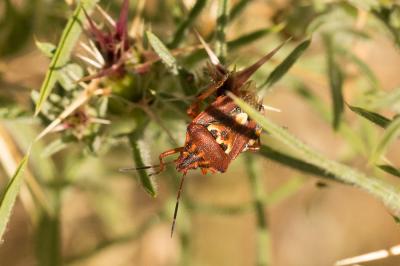  Codophila varia (Fabricius, 1787)