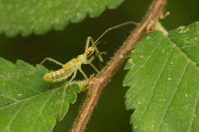  Zelus renardii Kolenati, 1857