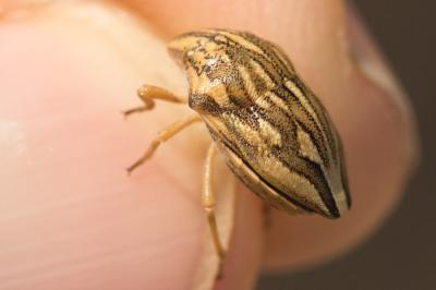  Odontotarsus purpureolineatus (Rossi, 1790)