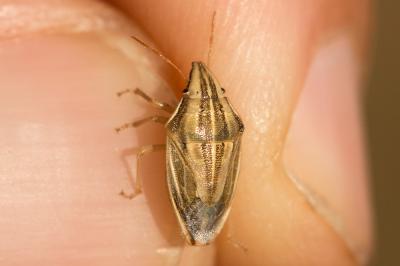 Punaise à tête allongée Aelia acuminata (Linnaeus, 1758)