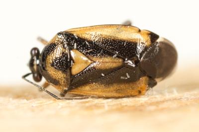  Deraeocoris cordiger (Hahn, 1834)