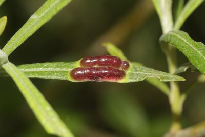  Euura virilis (Zirngiebl, 1955)