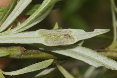  Euura virilis (Zirngiebl, 1955)