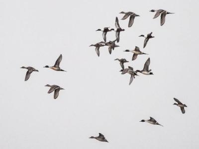 Canard pilet Anas acuta Linnaeus, 1758