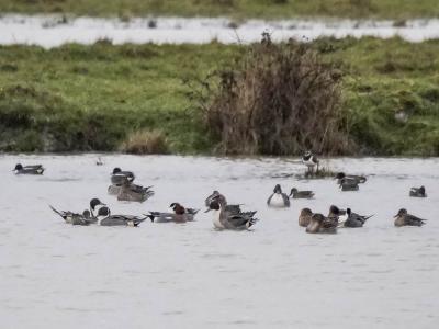 Canard pilet Anas acuta Linnaeus, 1758