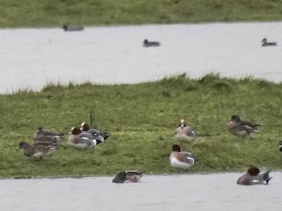 Canard siffleur Mareca penelope (Linnaeus, 1758)