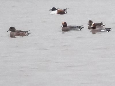 Canard siffleur Mareca penelope (Linnaeus, 1758)