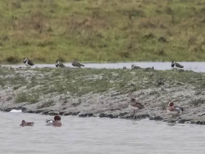 Canard siffleur Mareca penelope (Linnaeus, 1758)