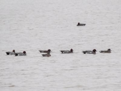 Canard siffleur Mareca penelope (Linnaeus, 1758)