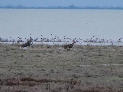 Chevreuil Capreolus capreolus (Linnaeus, 1758)