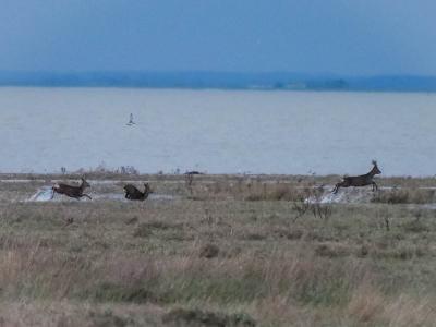 Chevreuil Capreolus capreolus (Linnaeus, 1758)