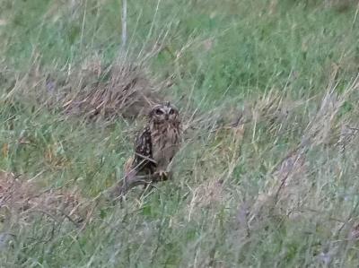 Hibou des marais Asio flammeus (Pontoppidan, 1763)
