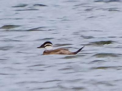 Érismature à tête blanche Oxyura leucocephala (Scopoli, 1769)