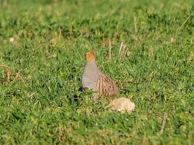 Perdrix grise Perdix perdix (Linnaeus, 1758)