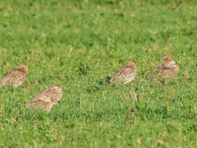 Oedicnème criard Burhinus oedicnemus (Linnaeus, 1758)