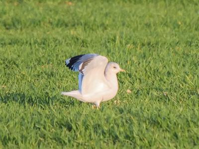 Goéland cendré Larus canus Linnaeus, 1758