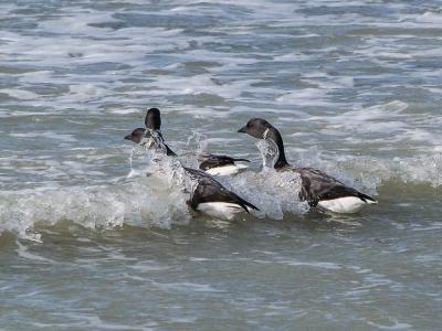 Bernache cravant Branta bernicla (Linnaeus, 1758)