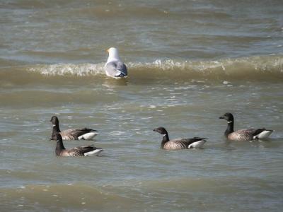 Bernache cravant Branta bernicla (Linnaeus, 1758)