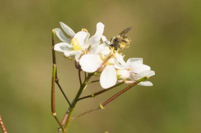  Andrena binominata Smith, 1853