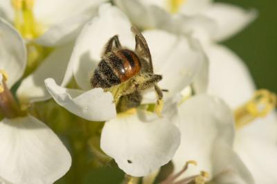  Andrena binominata Smith, 1853
