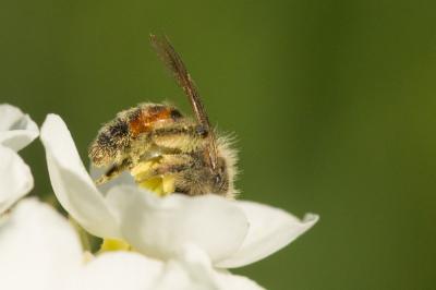  Andrena binominata Smith, 1853