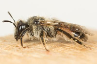 Andrena binominata Smith, 1853