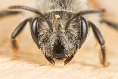  Andrena binominata Smith, 1853